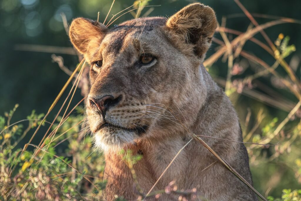 lioness hiding under green grasses
