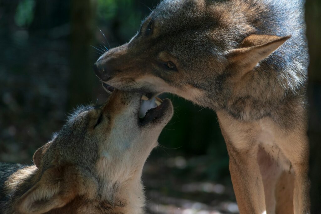 two brown wolves