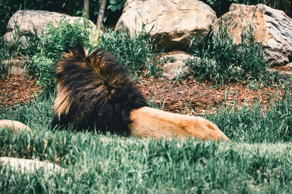 A lion laying in the grass near some rocks