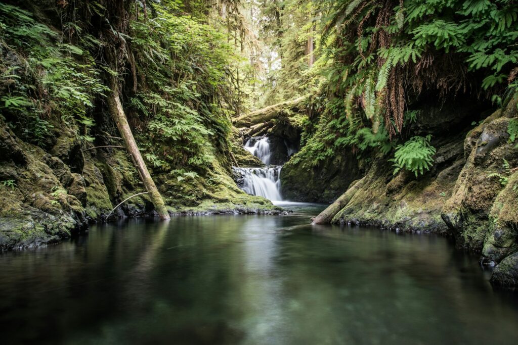 green and brown trees beside river