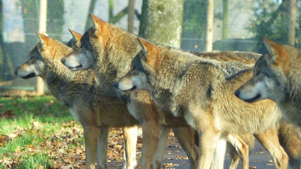 brown wolf on brown soil