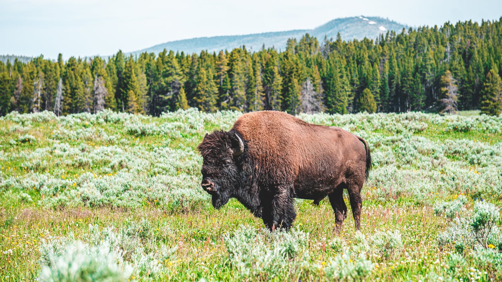 A magnificent bison roaming in a vibrant green meadow with forested hills in the background.