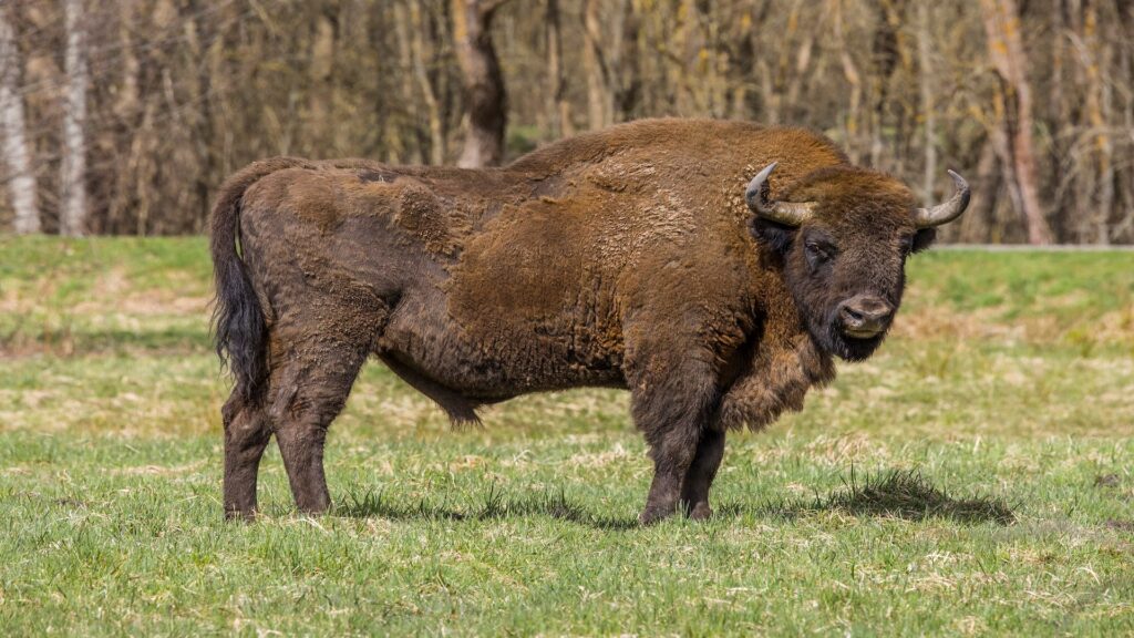 A majestic bison is positioned in a vibrant field, surrounded by trees that create a tranquil natural setting.