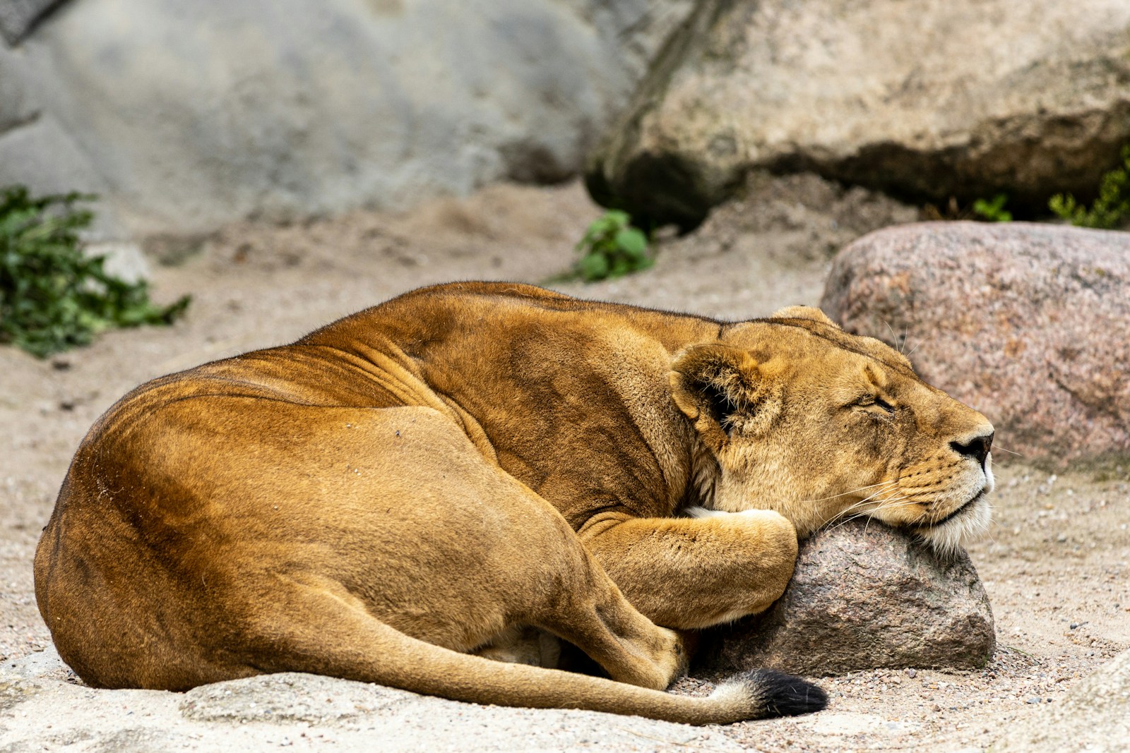 The Stealth and Patience of Mountain Lions When Stalking Prey