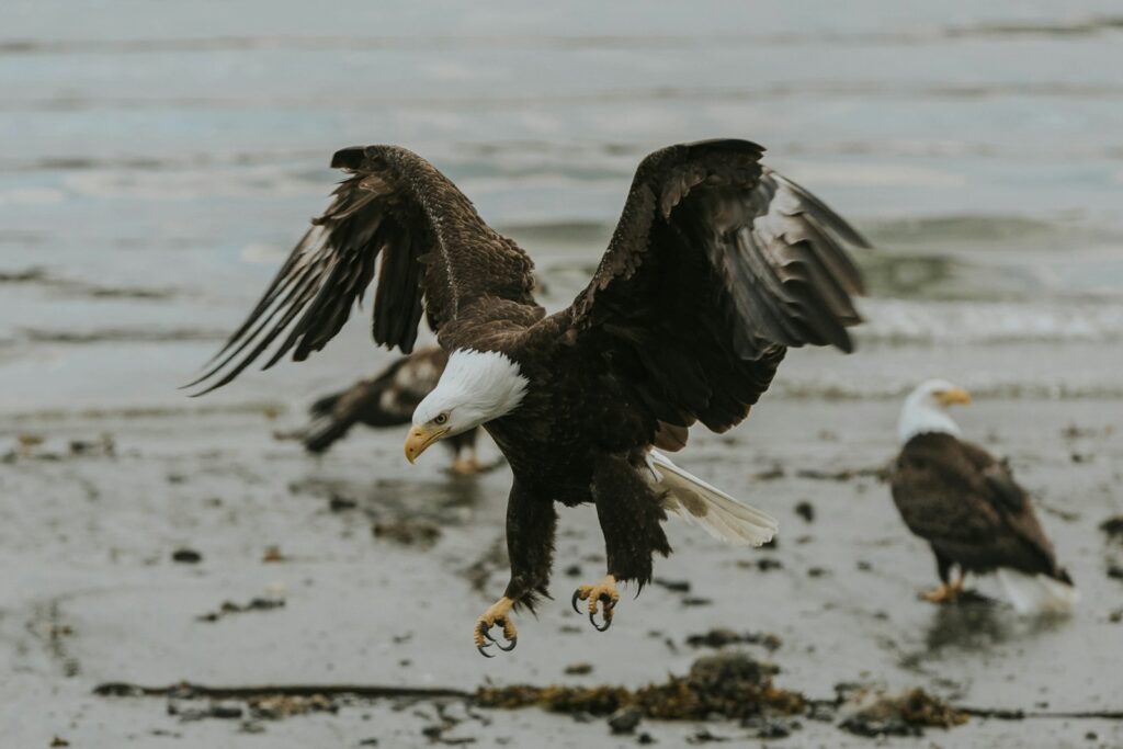 A group of bald eagles landing on the beach