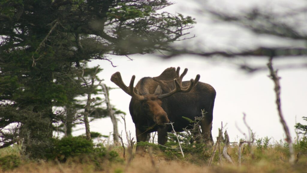 A moose is positioned in a grassy area next to a tree, highlighting its majestic presence in the wild landscape.