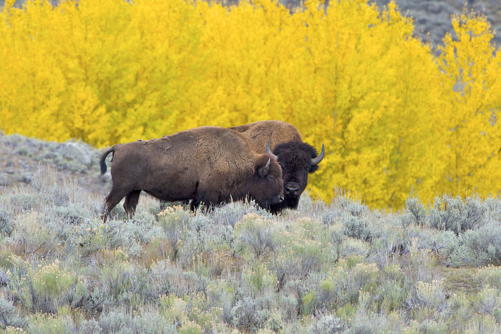 A pair of bison grazes in green grass, framed by bright yellow trees, showcasing a peaceful fall scene.
