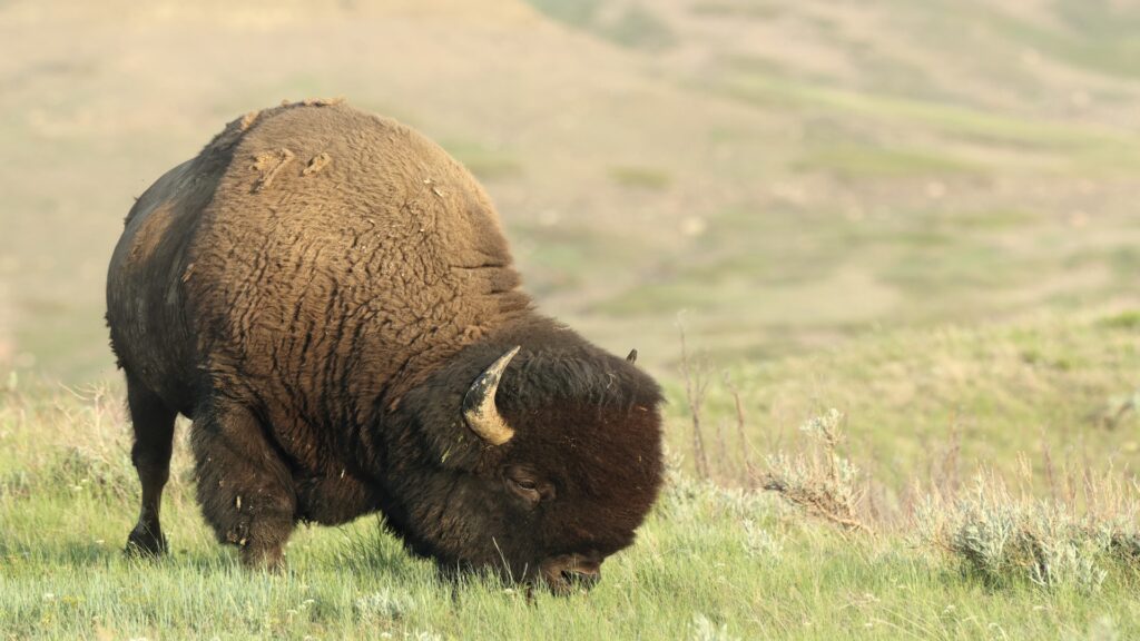 A solitary bison foraging in a vibrant field, surrounded by tall grass and wildflowers.