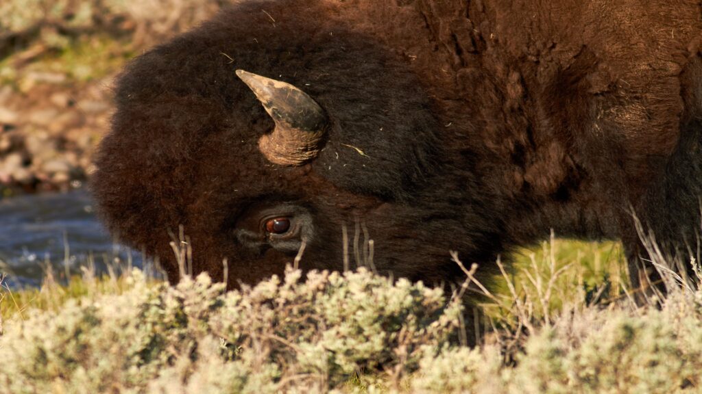 A bison grazes peacefully in a lush green field under a clear blue sky.
