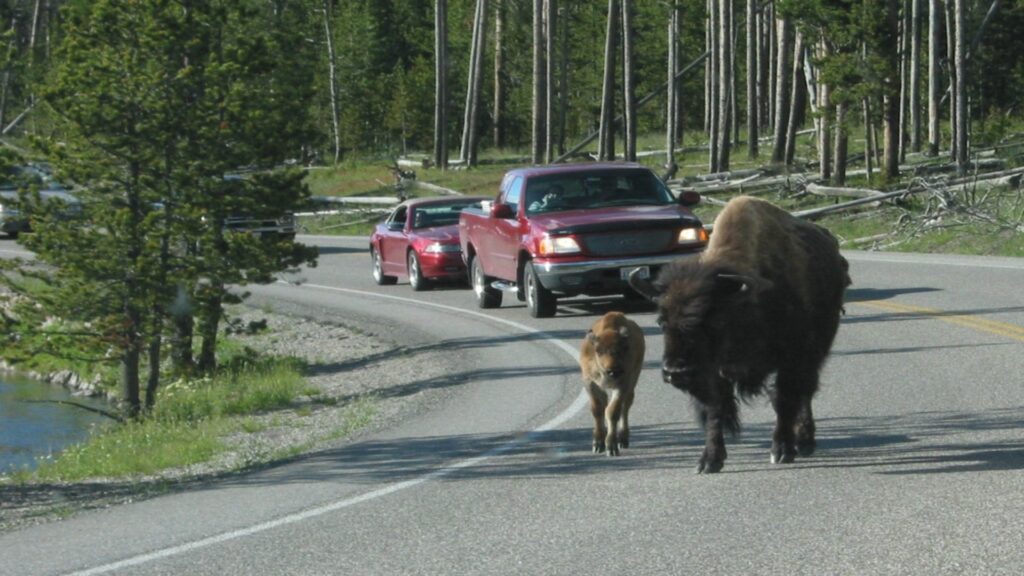 A bison and a dog share a peaceful moment as they walk down a road, illustrating a unique bond in the great outdoors.