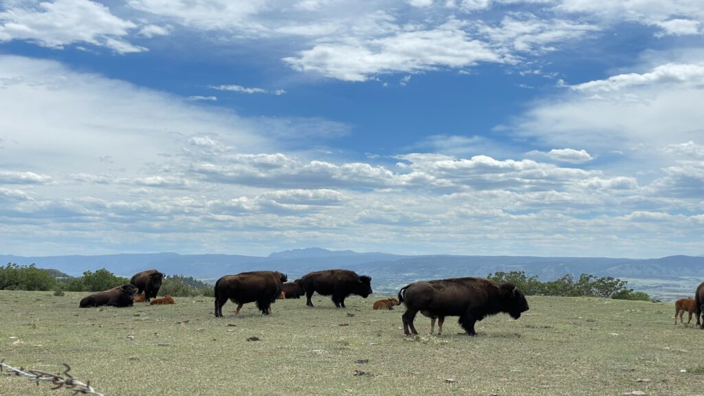A herd of bison peacefully grazes on a lush, green field under a clear blue sky.
