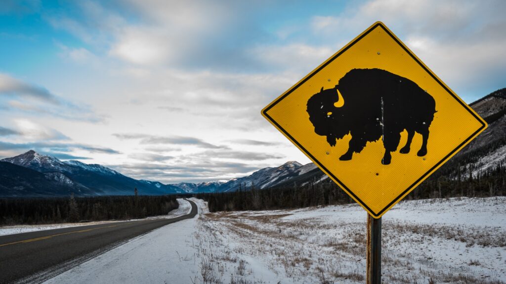 A yellow warning sign displaying a bison, alerting drivers to potential wildlife crossings.