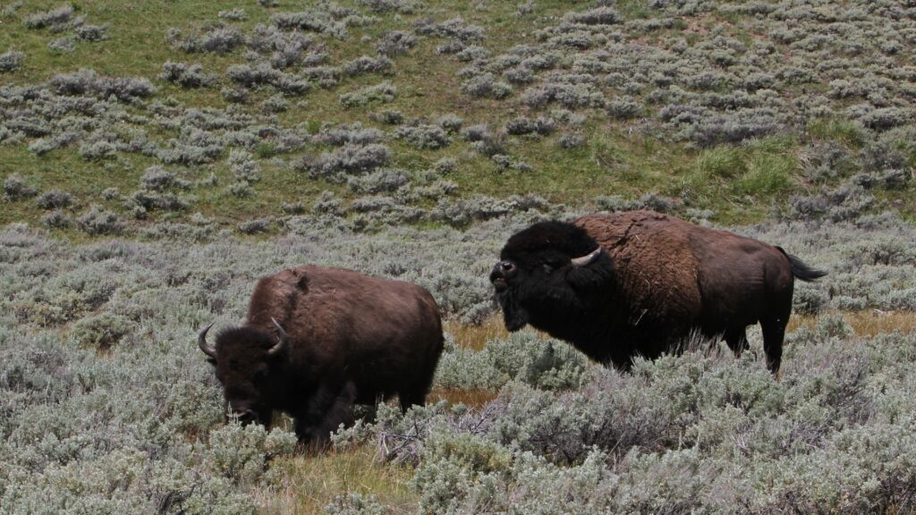 Two majestic bison are positioned in a grassy area, embodying the wild spirit of the American plains.