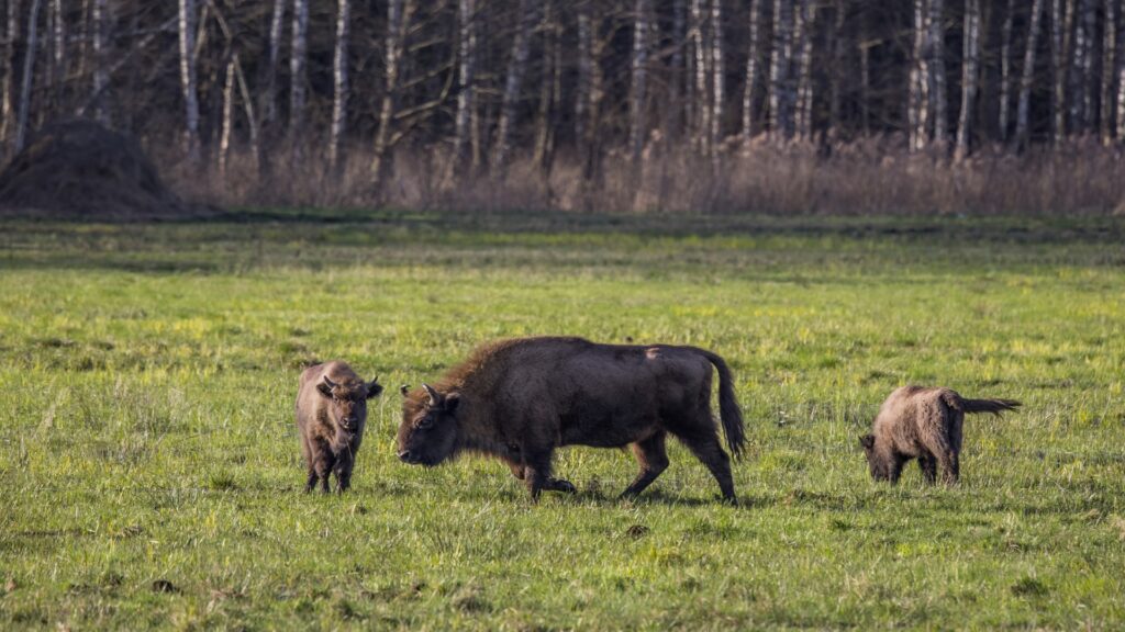 Three bison are positioned in a field, surrounded by trees, showcasing a serene natural landscape.