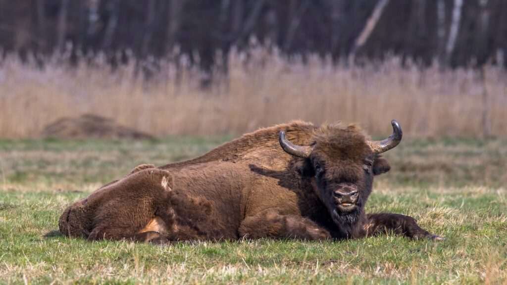 A bison lying peacefully in the grass enjoying a moment of tranquility in its natural habitat.