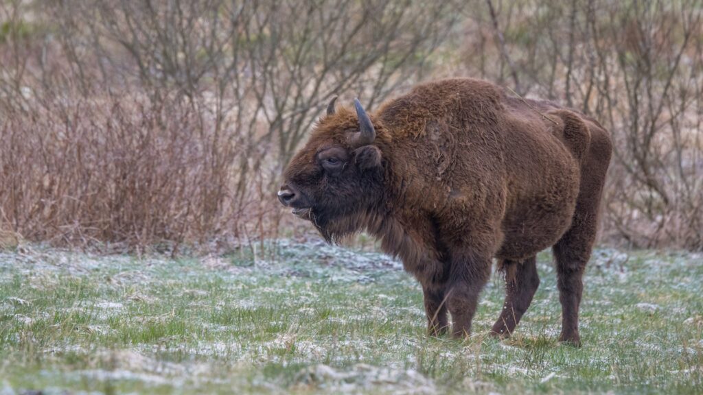 A bison is seen in a serene field, with green grass and trees creating a peaceful natural setting.