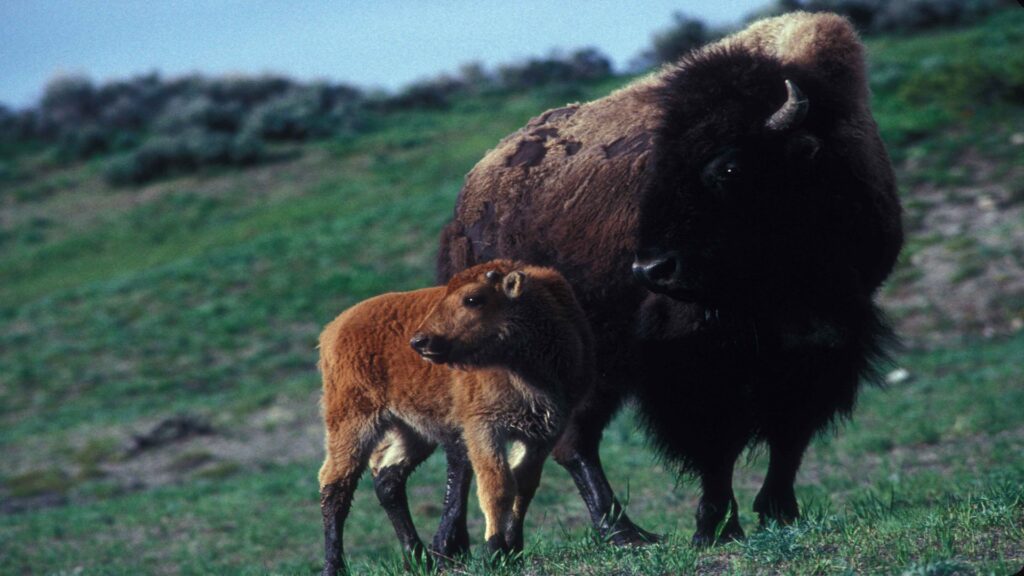 A mother bison and her calf graze peacefully together in a vibrant grassy field, surrounded by nature.