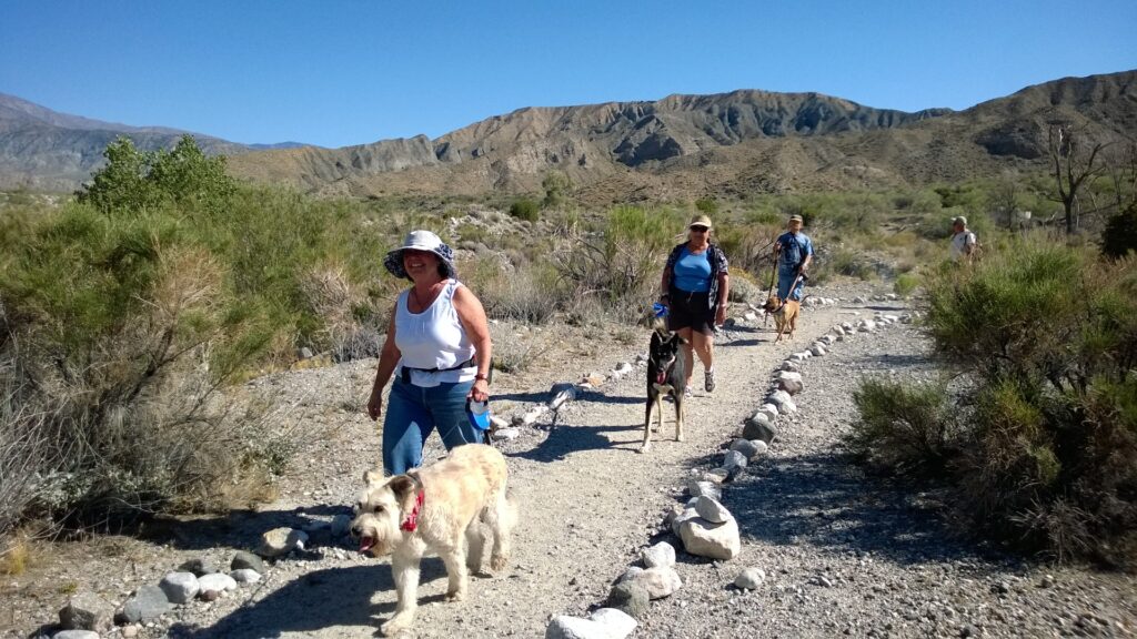 A diverse group of people walking their dogs along a scenic trail surrounded by trees and greenery.