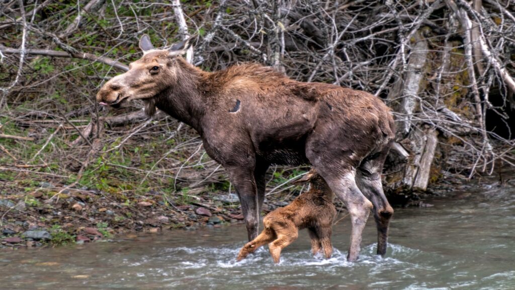 A mother moose and her calf stand in a calm river, with trees lining the banks and soft sunlight filtering through.