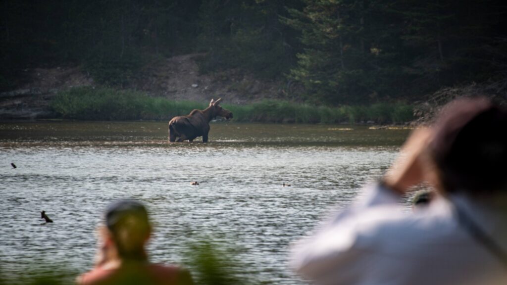 A moose is seen in the lake, its reflection shimmering on the water's surface amidst a backdrop of vibrant foliage.