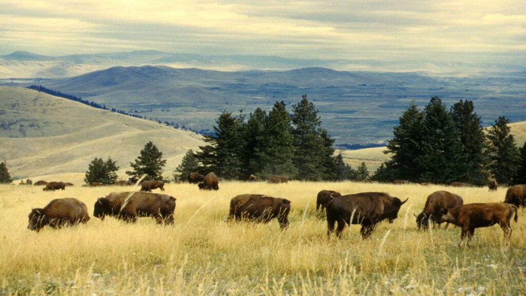 A herd of bison peacefully grazing in a lush green field under a clear blue sky.