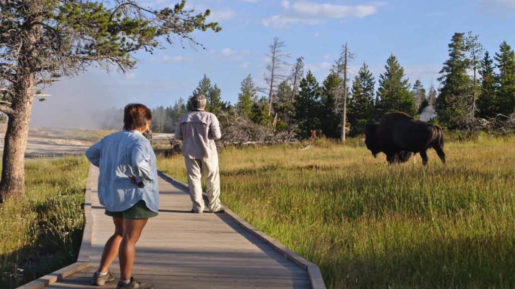 The fellow park visitors on the boardwalk are as close as they can be to the bison without becoming a nuisance or a danger.