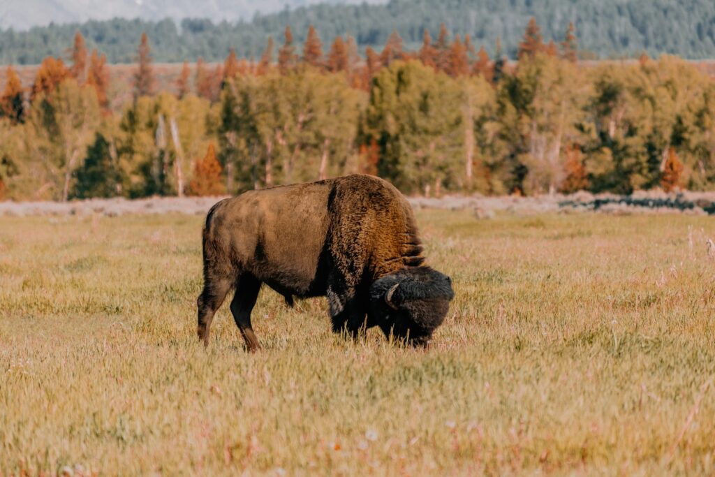 brown bison on brown grass field during daytime