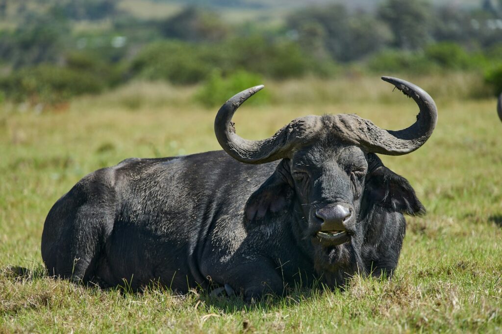 black water buffalo on green grass field during daytime