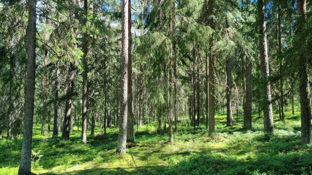 a forest of trees
