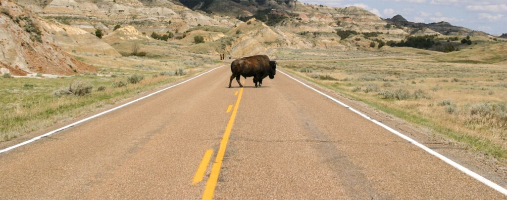 A bison crossing the road in front of a car