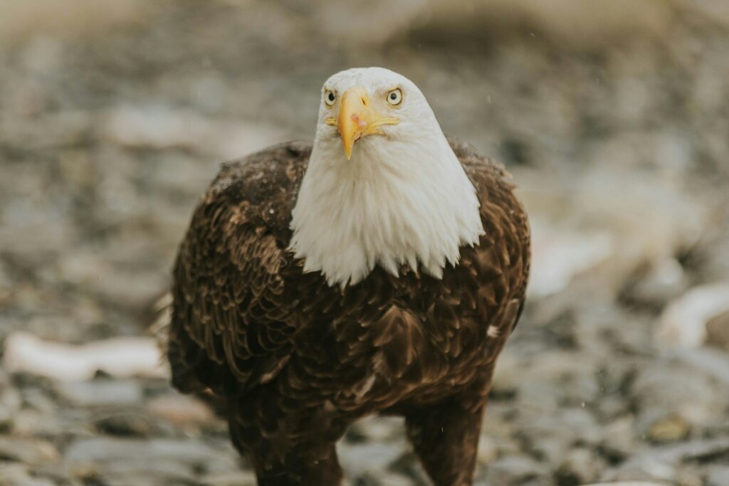 A bald eagle standing on a rocky ground