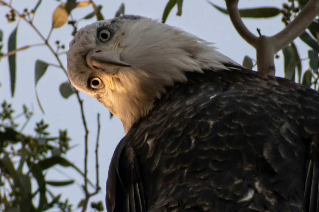 black and white eagle on tree branch during daytime
