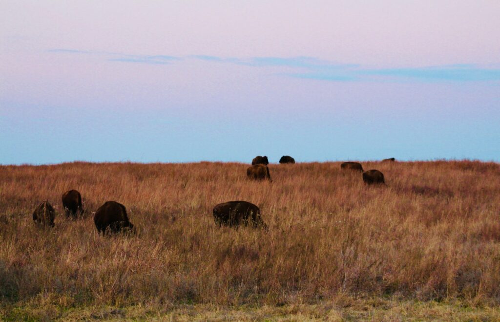 a herd of elephants walking across a dry grass field