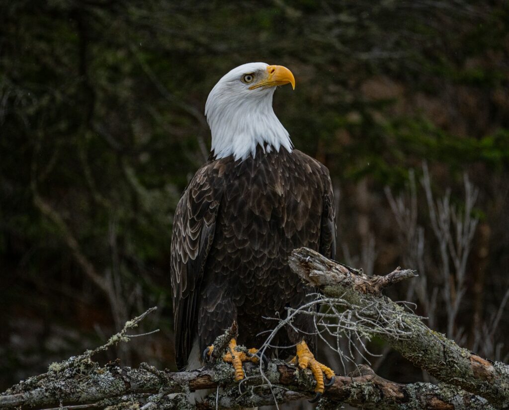 A majestic bald eagle perched on its nest.