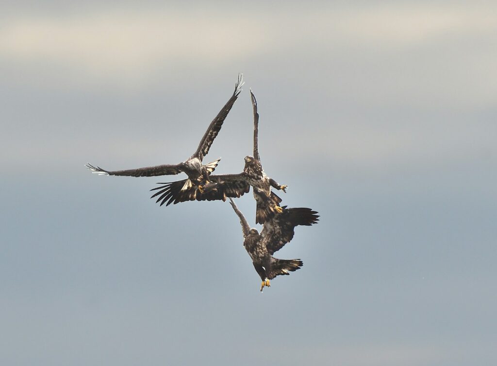 two large birds flying in the sky together