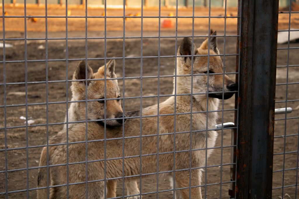 a couple of dogs standing next to each other behind a fence