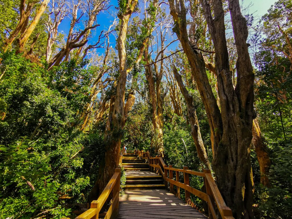 a wooden walkway in the middle of a forest