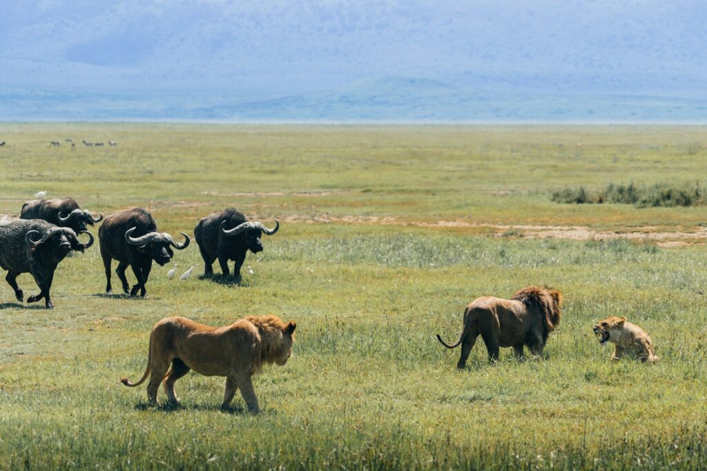 Lions and buffalo on the african savanna.