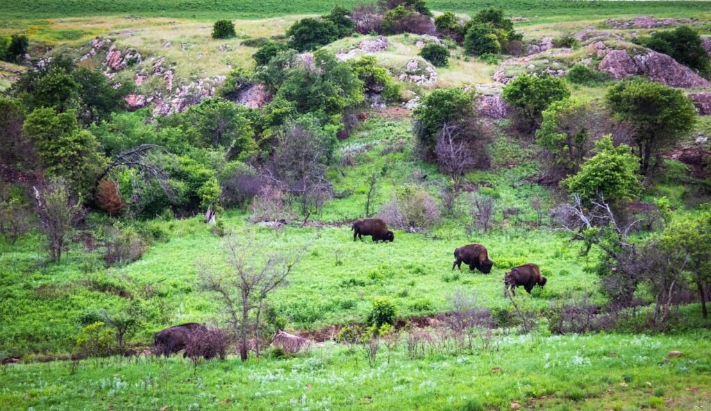 three brown bisons surrounded by trees