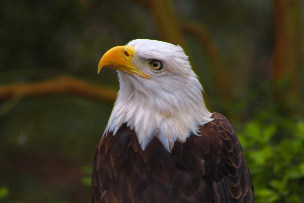 brown and white eagle in tilt shift lens