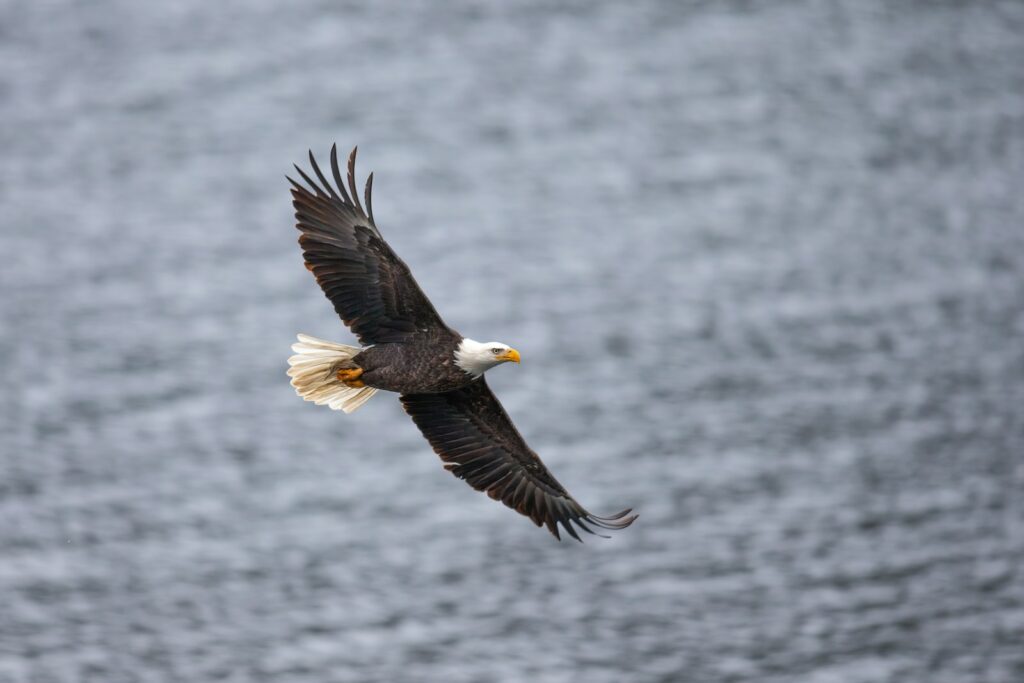 a bald eagle flying over a body of water