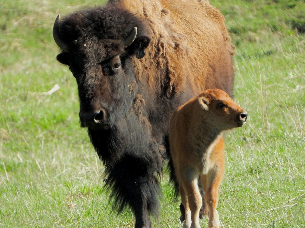 an adult bison and a baby bison in a grassy field