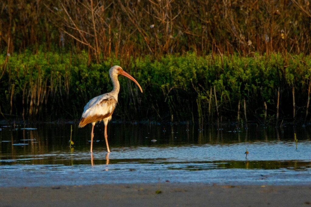 white stork on water during daytime