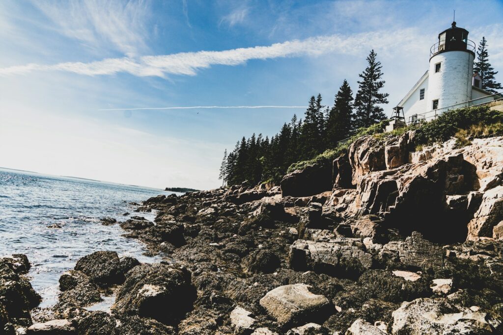 green trees on rocky shore during daytime