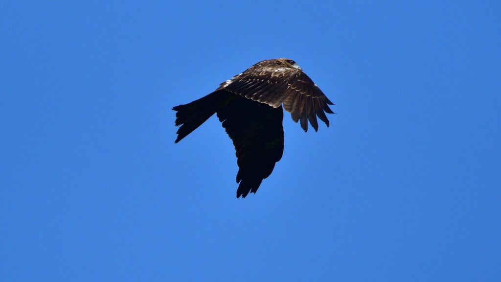 a large bird flying through a blue sky