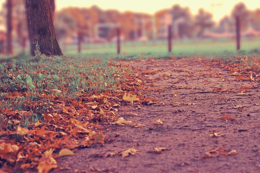 focused photo of a leaves