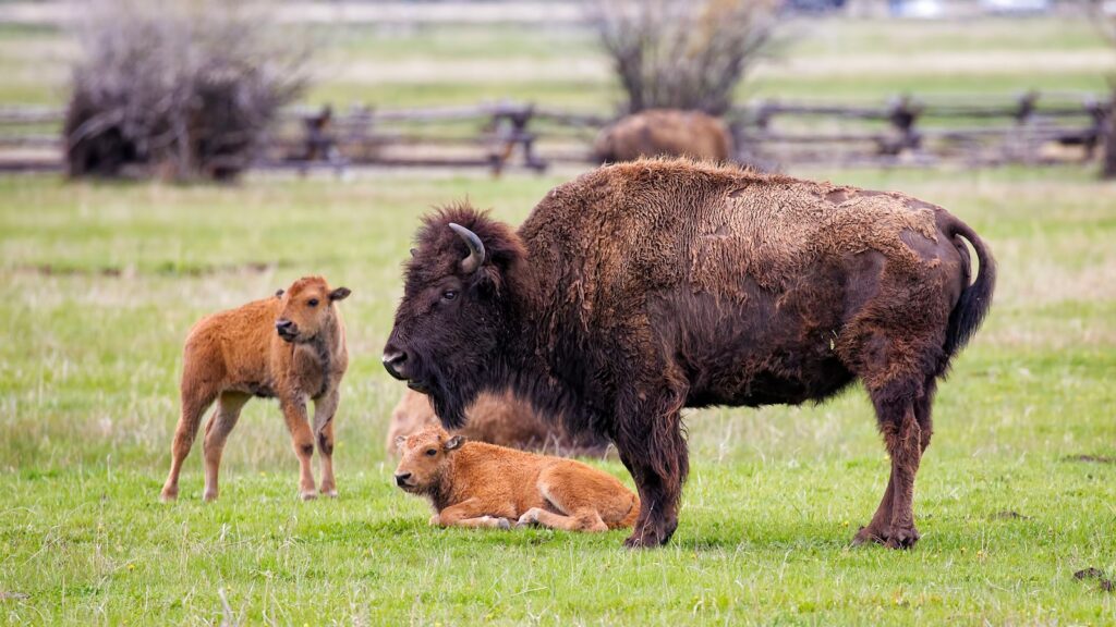 brown American bison on green grass at daytime