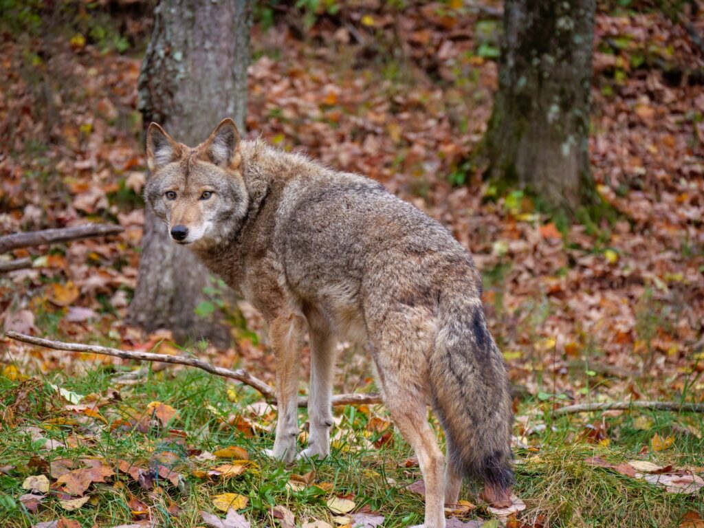 a wolf standing in the woods