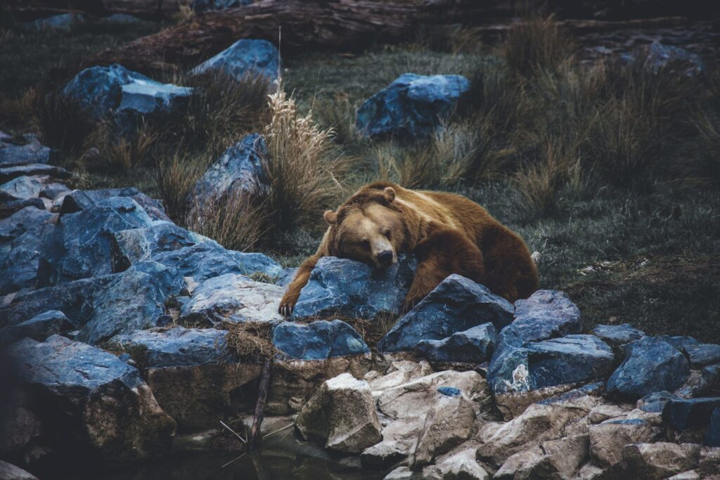 brown bear