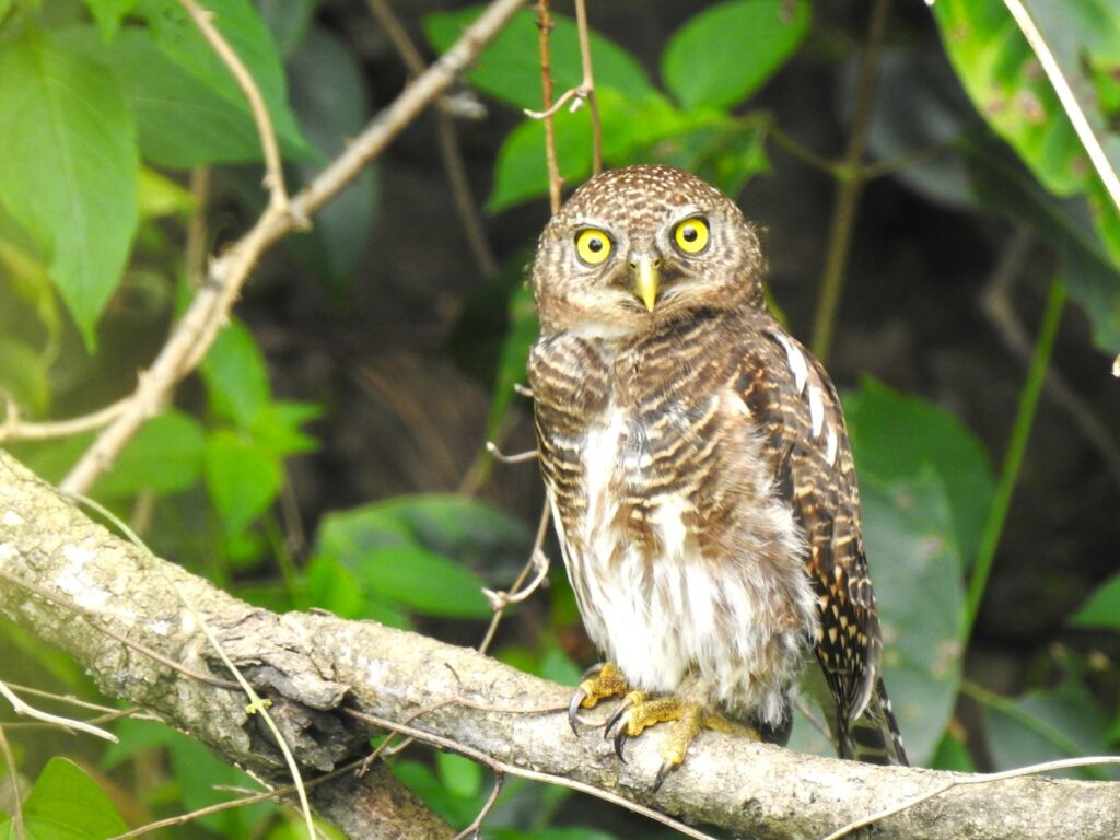 A small owl sitting on a tree branch